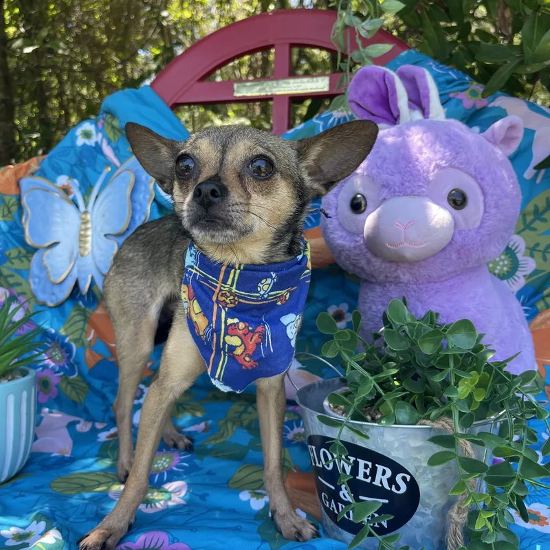 An adult small-sized female Chihuahua dog named Brownie & Molly for adoption in Sebring, FL