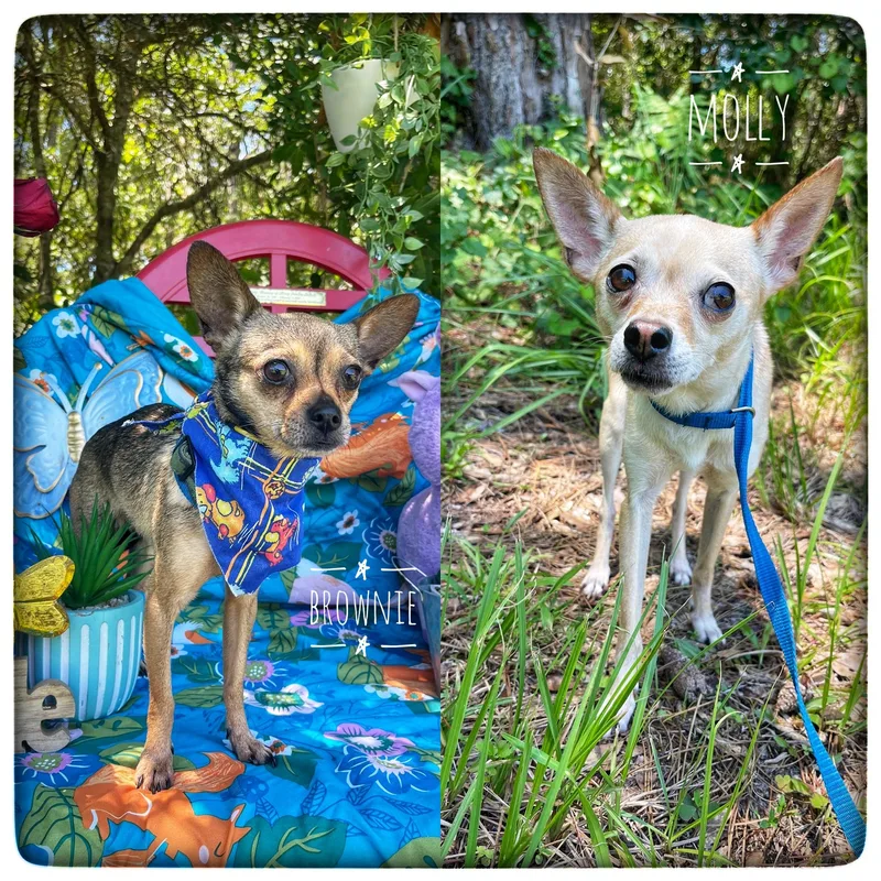 Brownie & Molly thumbnail 2