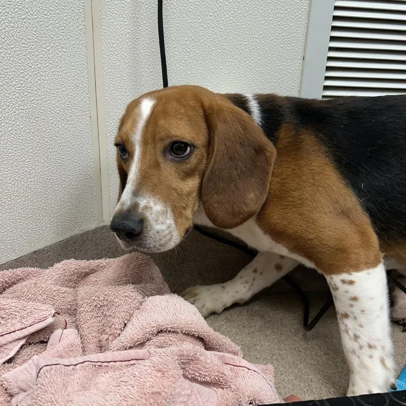An adult medium-sized male Yellow / Tan / Blond / Fawn Beagle dog named Tucker for adoption in Northbrook, IL
