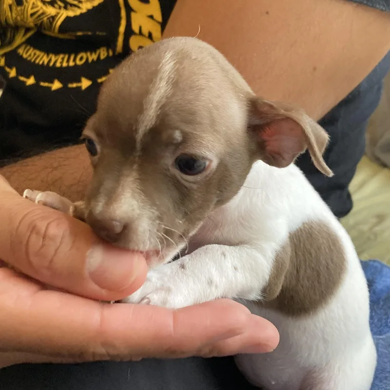 Lady Macbeth thumbnail 3