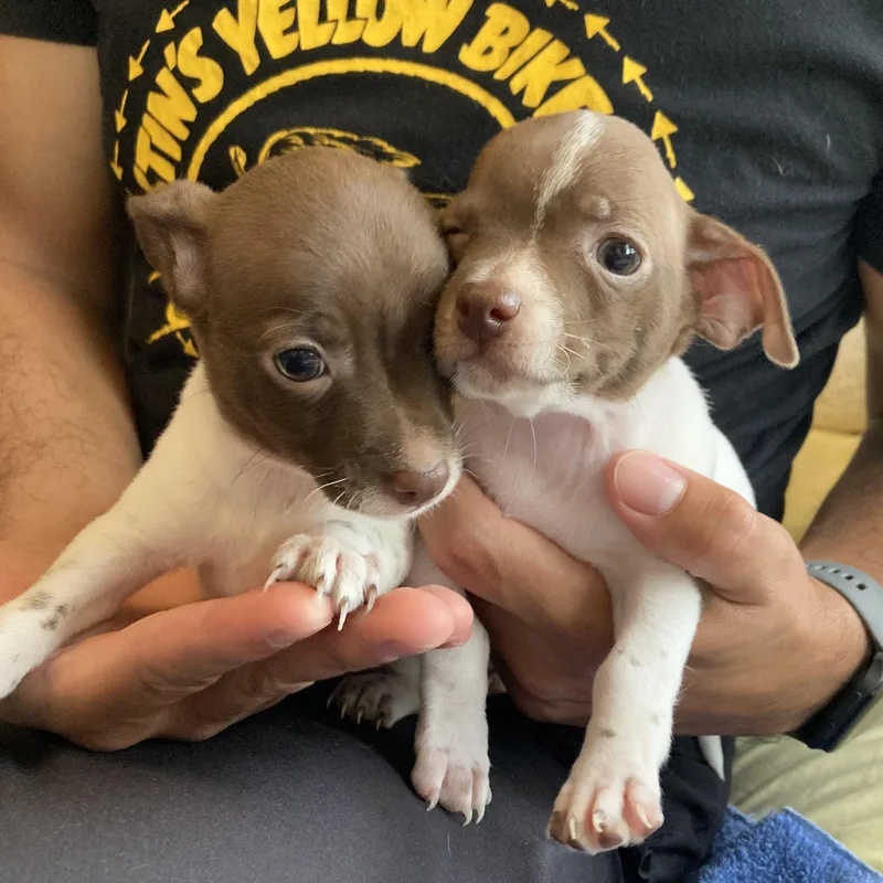 Lady Macbeth thumbnail 4