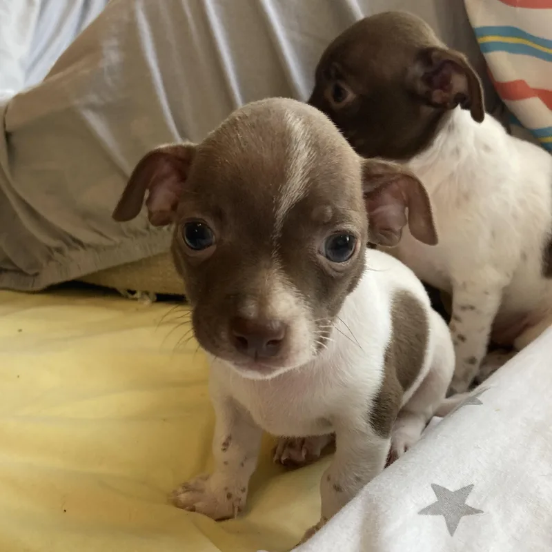 Lady Macbeth thumbnail 5