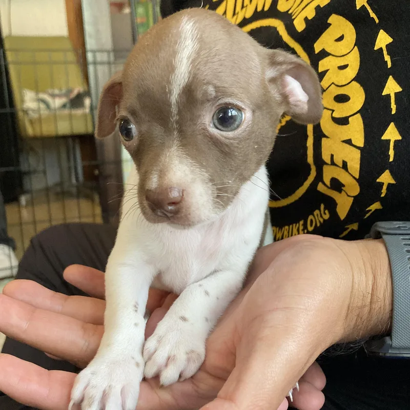 Lady Macbeth thumbnail 6