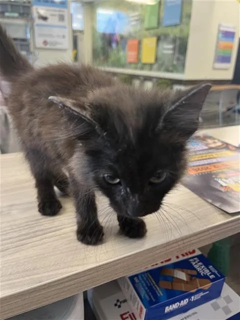 A baby small-sized male Domestic Medium Hair cat named Matt for adoption in San Antonio, TX