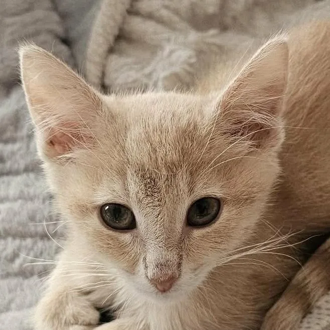 A baby small-sized female Domestic Short Hair cat named Thumbelina for adoption in Chicago, IL