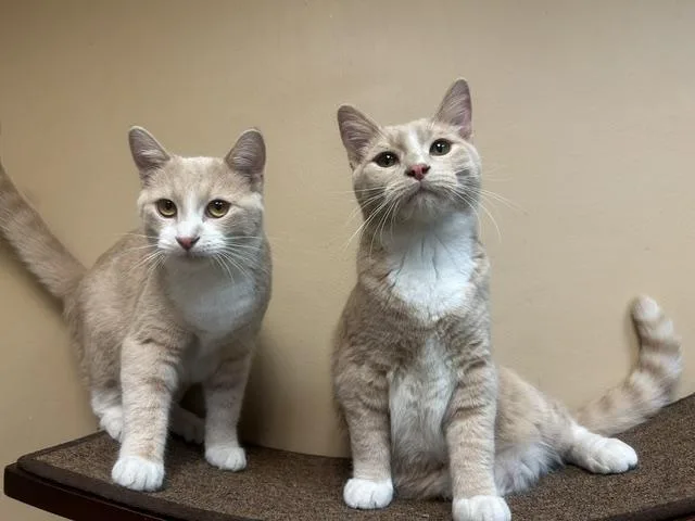 Cosmo and Topper thumbnail 2