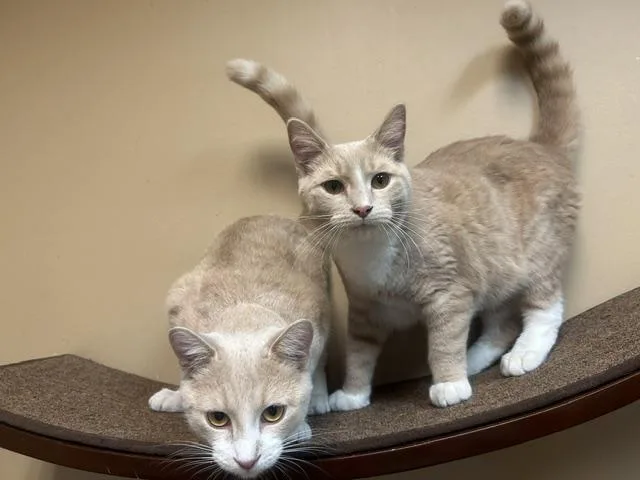 Cosmo and Topper thumbnail 3