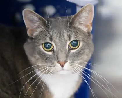 An adult medium-sized female Domestic Short Hair cat named Charlotte for adoption in West Seneca, NY