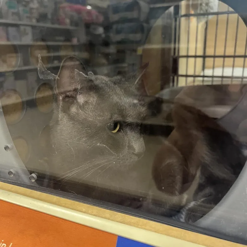 An adult large-sized male Domestic Short Hair cat named Smoke for adoption in Newcastle, OK