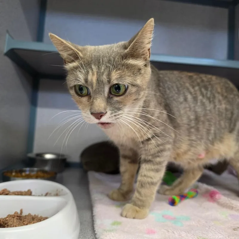 An adult medium-sized female Gray / Blue / Silver Domestic Short Hair cat named Phryne for adoption in Marshalltown, IA