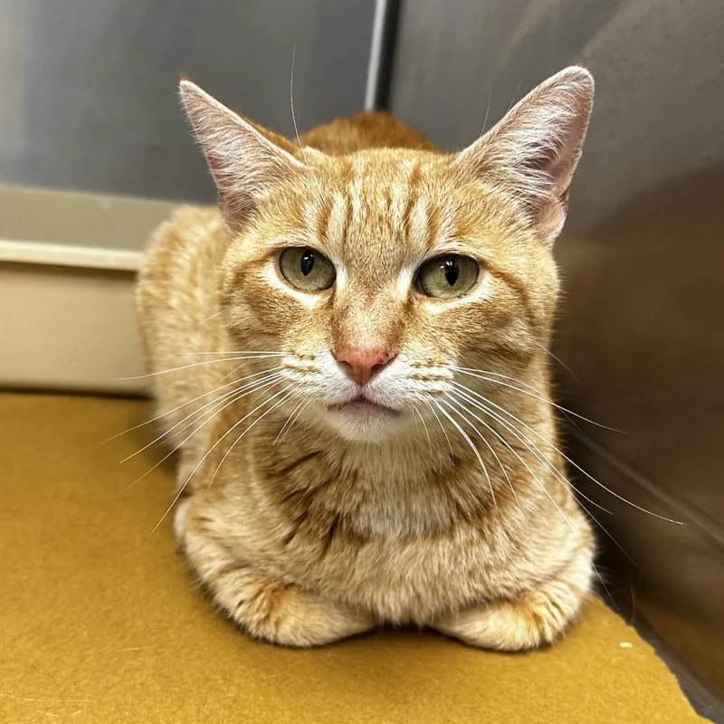 An adult medium-sized female Orange / Red Domestic Short Hair cat named Sunkist for adoption in Warrensburg, MO