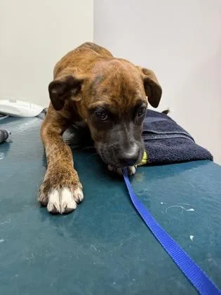 A baby medium-sized male Boxer dog named Luther for adoption in Pequot Lakes, MN