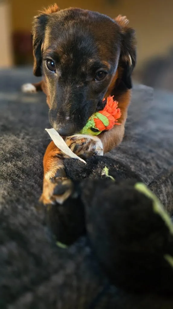Brownie thumbnail 3