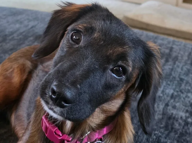 Brownie thumbnail 5