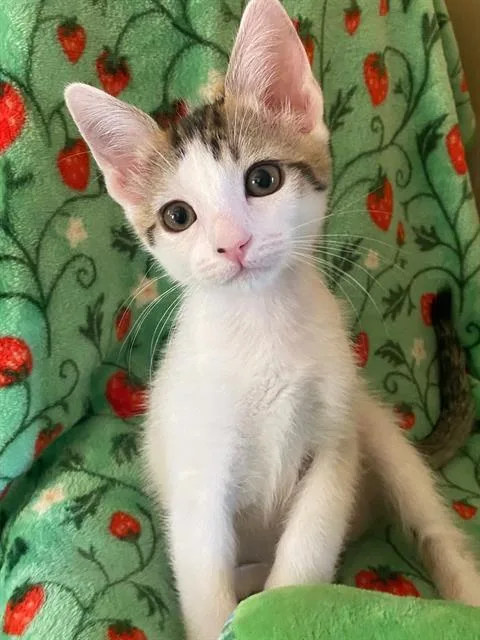 A baby small-sized female Domestic Short Hair cat named Leilani for adoption in Tustin, CA