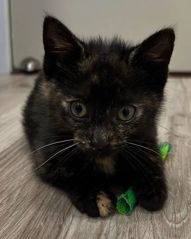 A young medium-sized female Tortoiseshell Domestic Short Hair cat named Shelby for adoption in North Babylon, NY