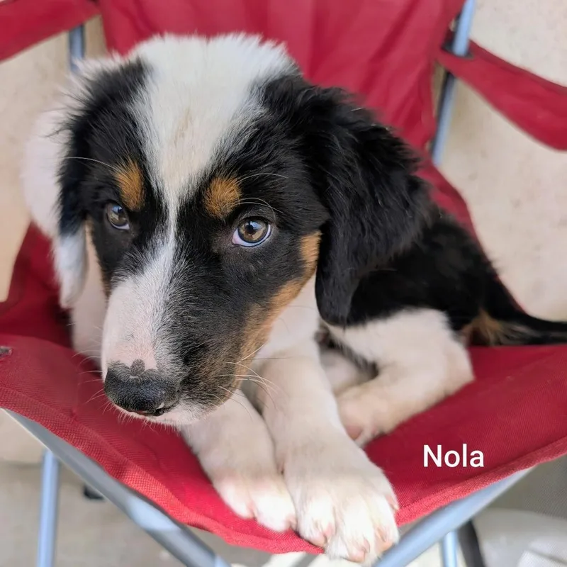 A baby medium-sized female Australian Shepherd dog named Nola for adoption in West Plains, MO