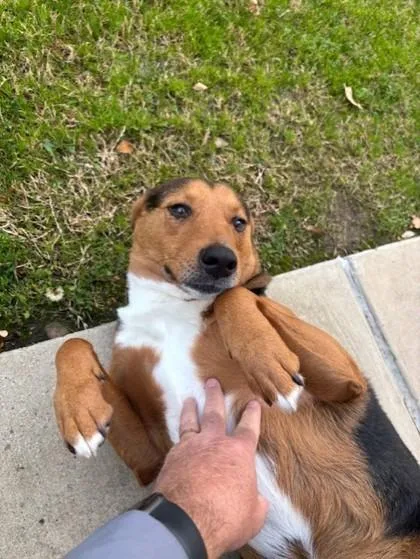 An adult large-sized male German Shepherd Dog dog named Winchester for adoption in Irving, TX