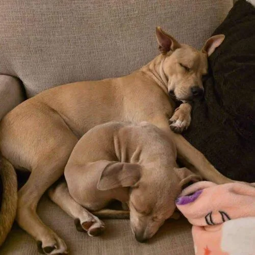 A baby medium-sized female Yellow / Tan / Blond / Fawn Pit Bull Terrier dog named Serafina for adoption in Broken Arrow, OK