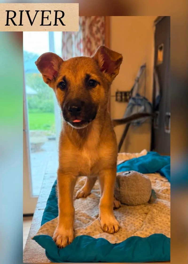 A baby medium-sized male German Shepherd Dog dog named River for adoption in Holbrook, NY