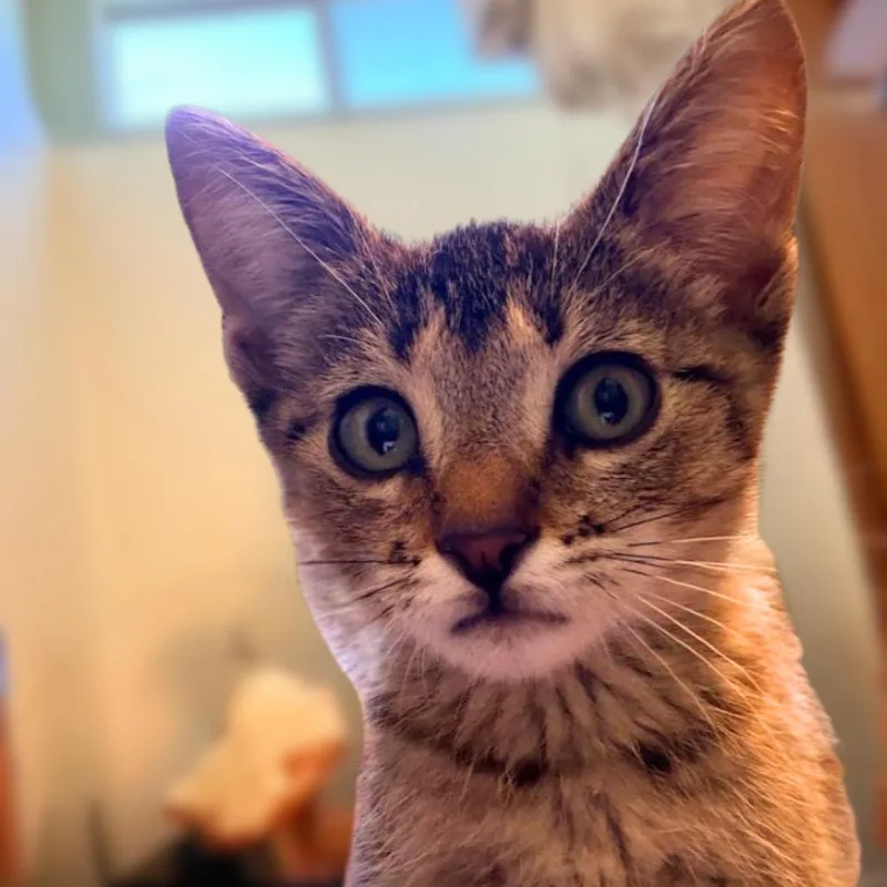 A baby small-sized female Brown / Chocolate Domestic Short Hair cat named Tiger Lily for adoption in Hemet, CA