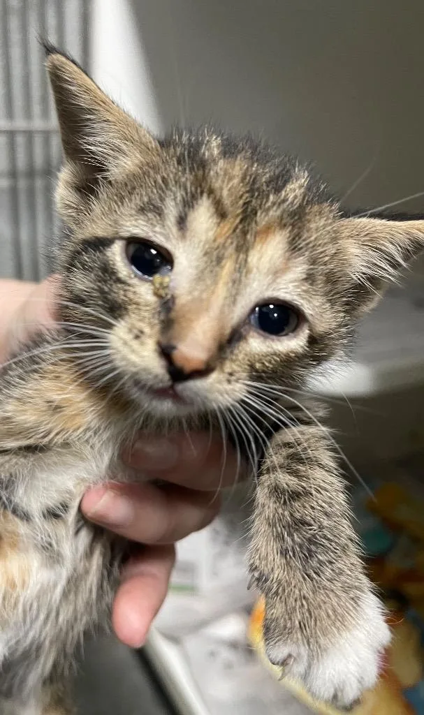 A baby small-sized female Domestic Short Hair cat named Gloria for adoption in Henderson, NC
