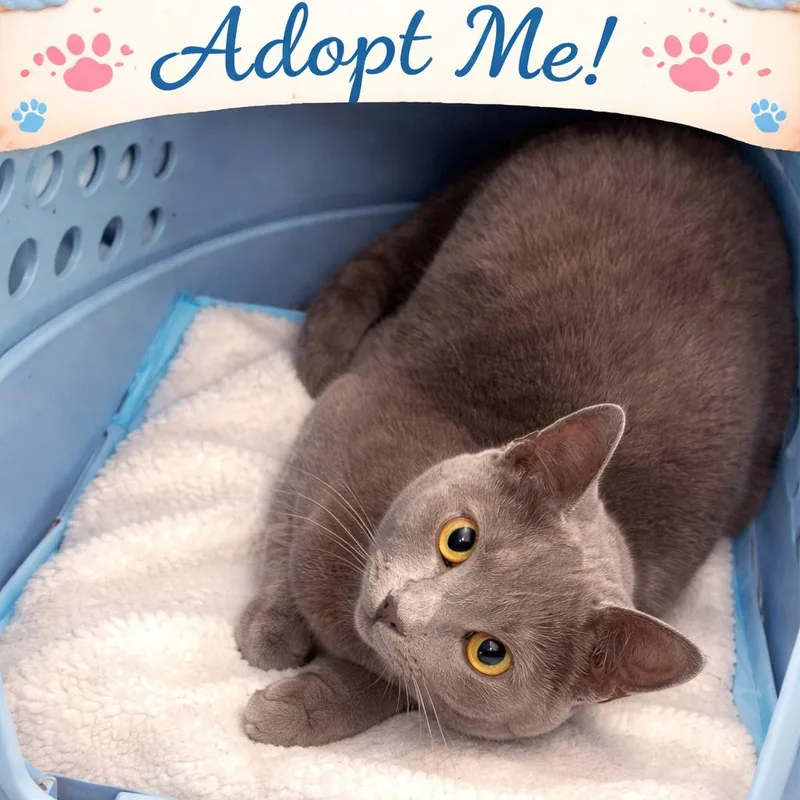 A young small-sized female Gray / Blue / Silver Domestic Short Hair cat named Echo for adoption in Pasadena , MD