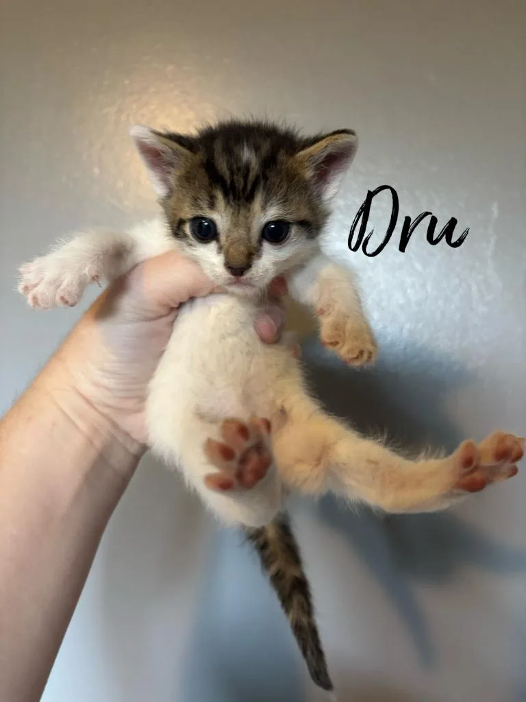 A baby small-sized male Domestic Short Hair cat named Dru for adoption in Rutherfordton, NC