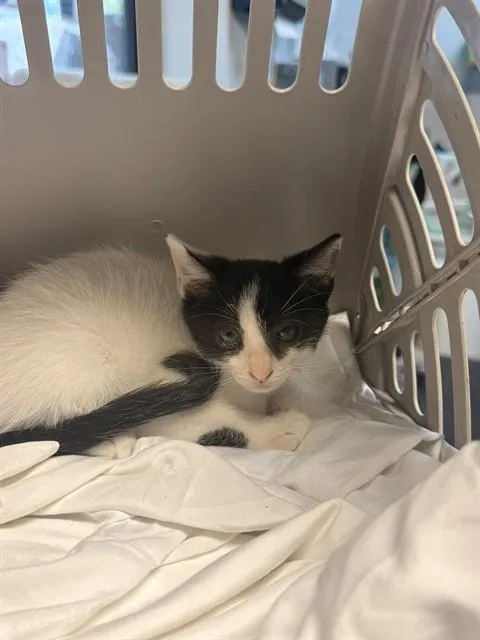 A baby small-sized male Domestic Short Hair cat named Jeepers for adoption in Fort Walton Beach, FL