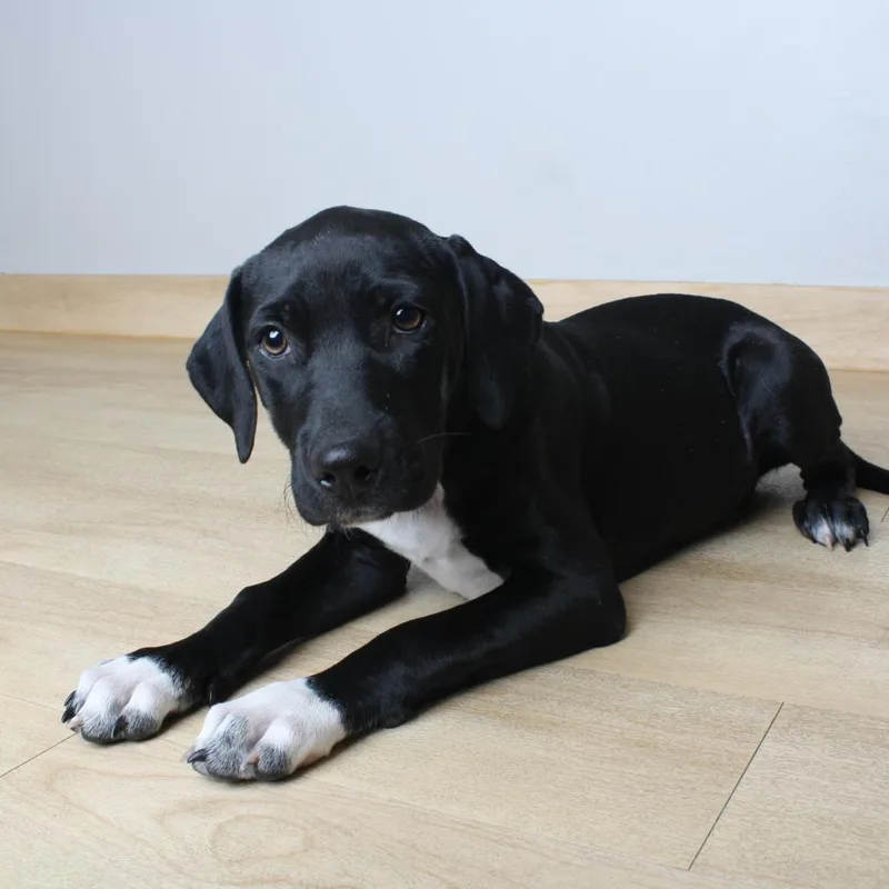 A baby medium-sized female Black Labrador Retriever dog named Mona D for adoption in Minnetonka, MN