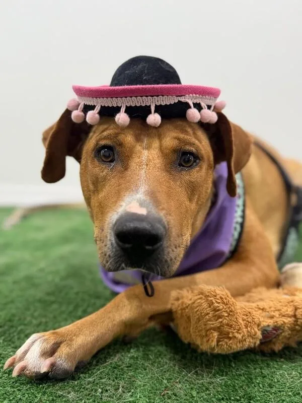 A young medium-sized female Brown / Chocolate Rhodesian Ridgeback dog named Cora for adoption in Carlsbad, CA