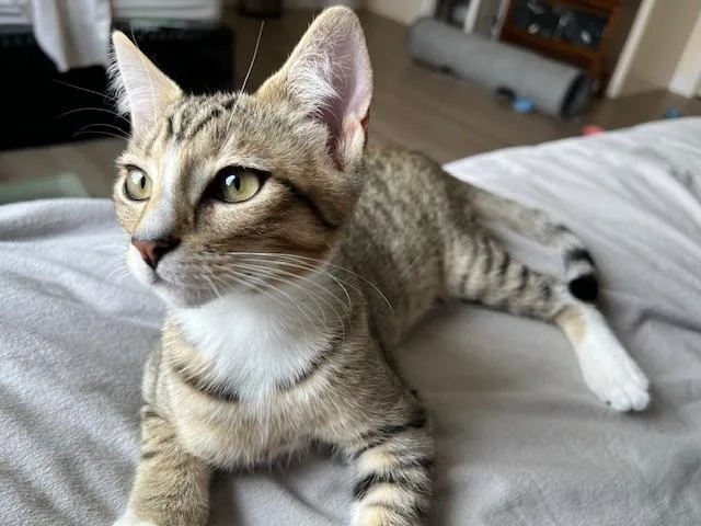 A baby large-sized male Buff / Tan / Fawn Tabby cat named Cougar is Perfect wvideo for adoption in Eagle Point, OR