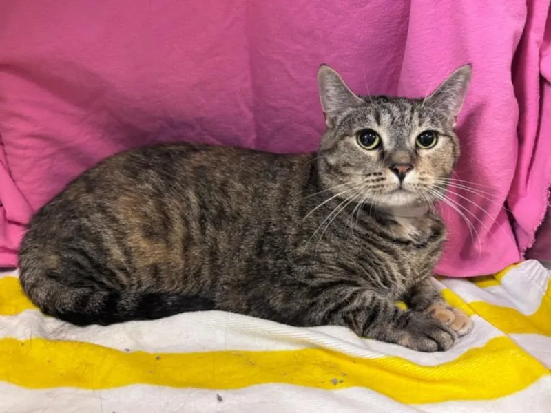 An adult large-sized female Domestic Short Hair cat named Toni for adoption in Houston, TX