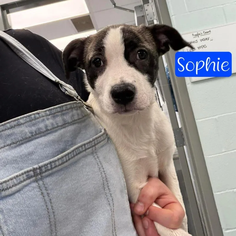 A baby small-sized female White / Cream Rat Terrier dog named Callie Jo for adoption in Parkersburg, WV
