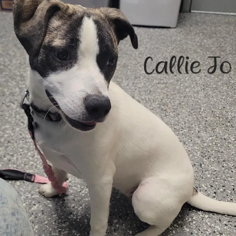 Callie Jo thumbnail 2