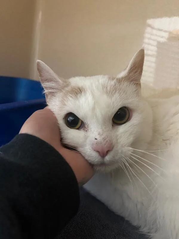 An adult medium-sized male White Domestic Short Hair cat named Timotay for adoption in Elyria, OH