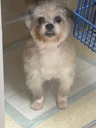 A senior small-sized female Shih Tzu dog named Rosie for adoption in East Brookfield, MA