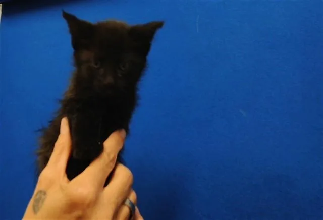 A baby small-sized female Domestic Short Hair cat named Checkers for adoption in Albuquerque, NM