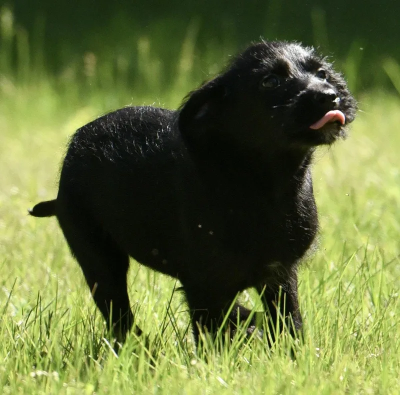 A baby medium-sized female Labrador Retriever dog named Megan for adoption in Mechanicsburg, PA
