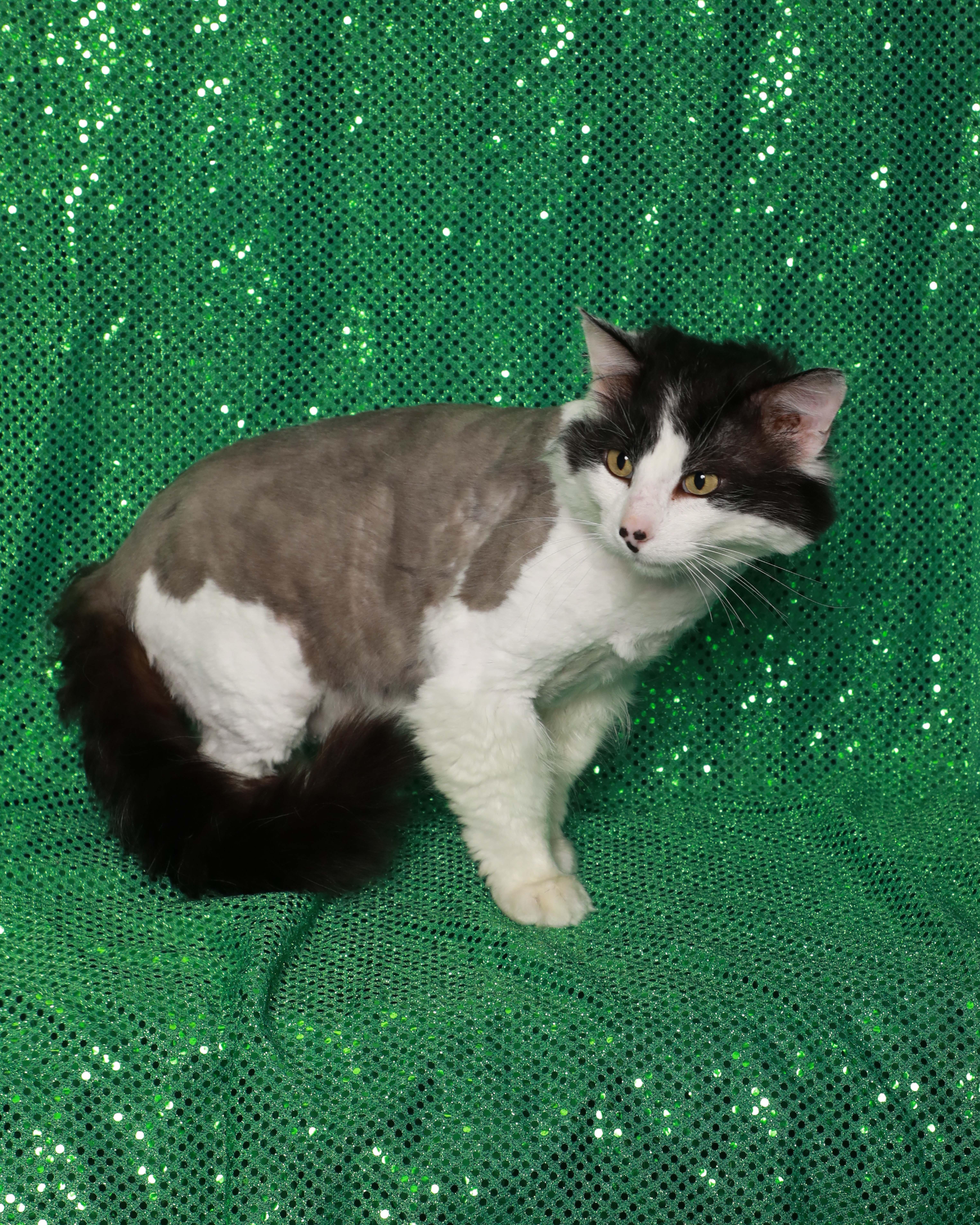 Dominose thumbnail 2