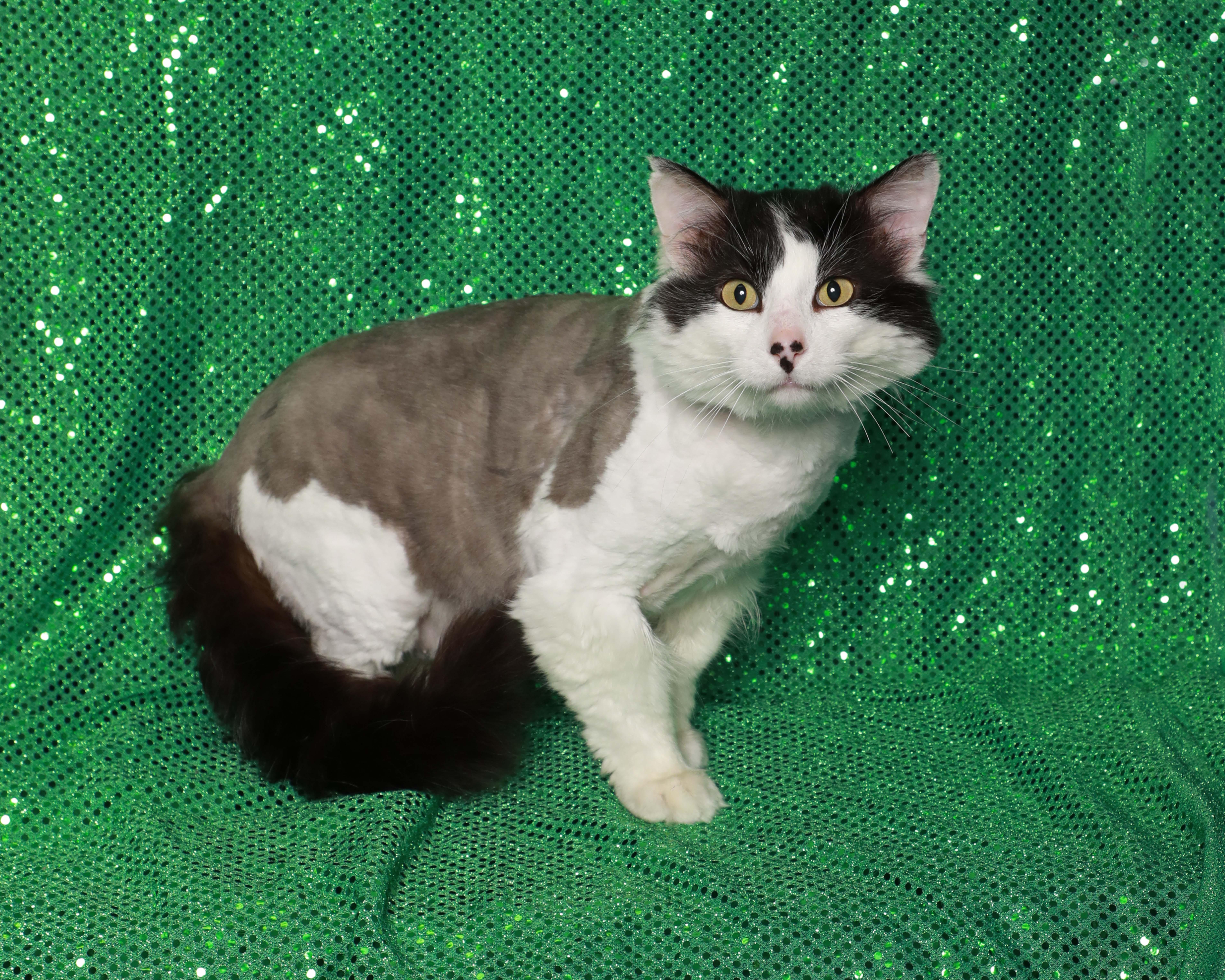 An adult large-sized male White Domestic Long Hair cat named Dominose for adoption in Rock Falls, IL