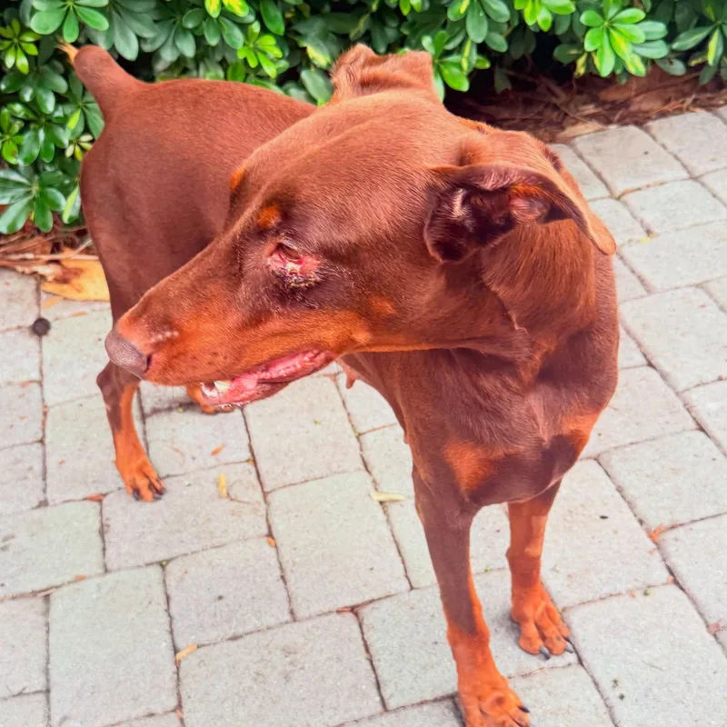 A young medium-sized female Doberman Pinscher dog named Bella for adoption in Oakland Park, FL