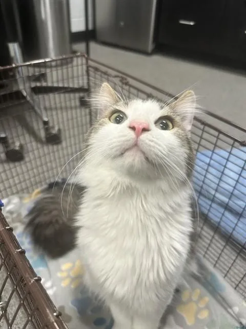 A young medium-sized male Domestic Long Hair cat named Whiskers for adoption in Kalamazoo, MI