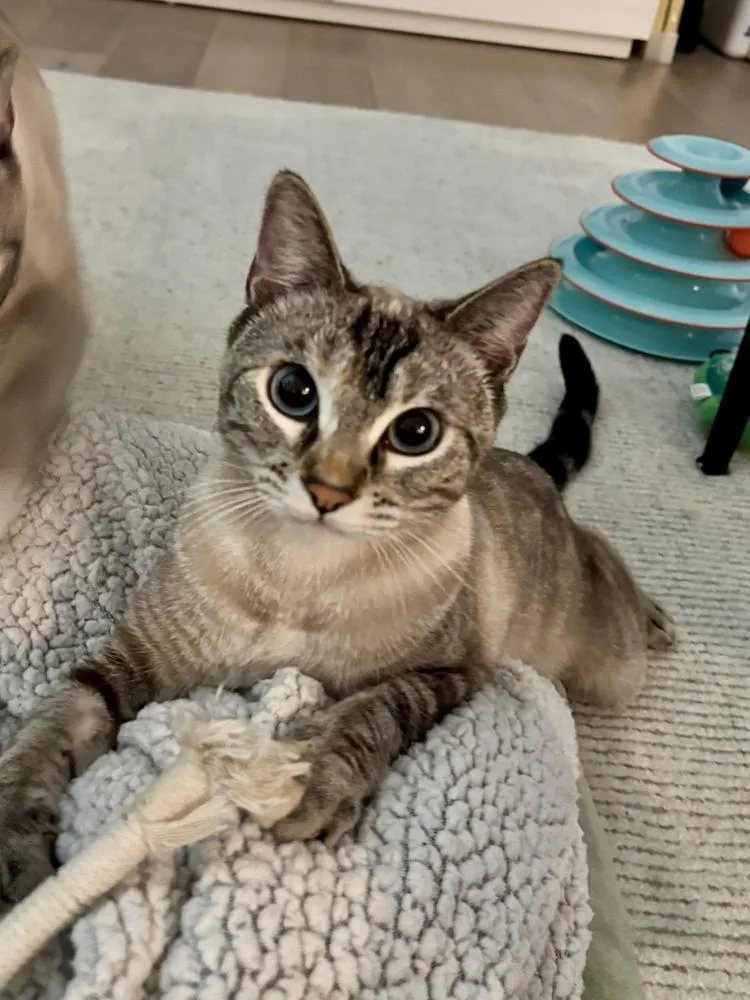 A baby small-sized female White Siamese cat named Joy for adoption in Fremont, CA