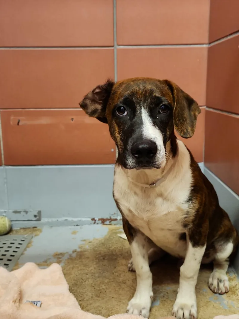 A baby small-sized female Staffordshire Bull Terrier dog named Sierra for adoption in Houston, TX