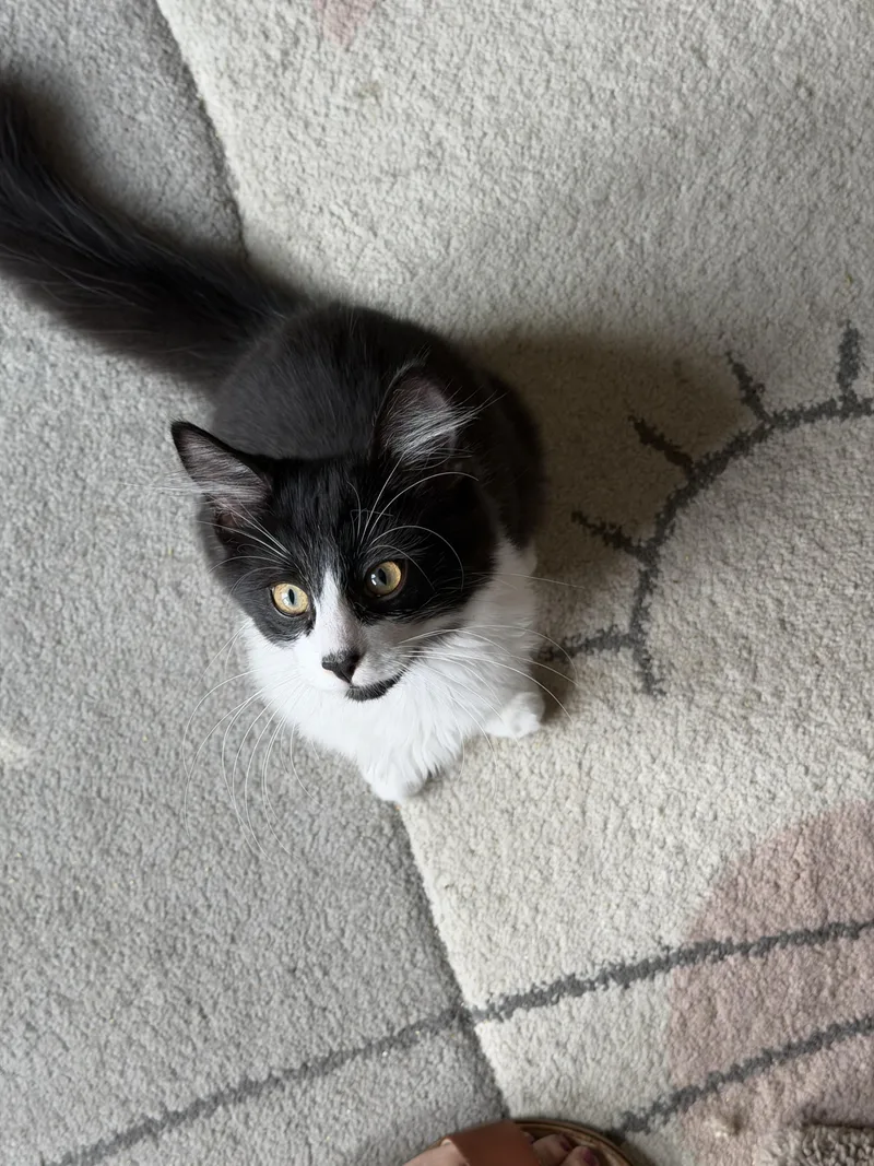 A young medium-sized male Black & White / Tuxedo Domestic Medium Hair cat named Dodgeball for adoption in Duluth, GA