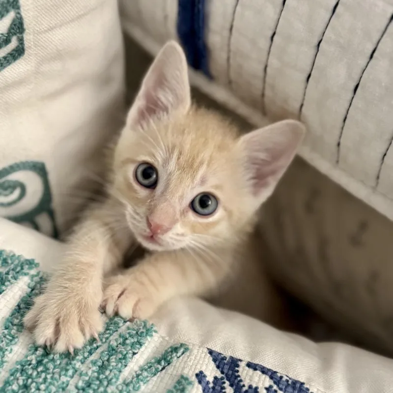 A baby small-sized male Orange / Red Domestic Short Hair cat named Ross for adoption in Chattanooga, TN