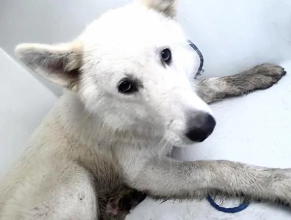 An adult large-sized male Siberian Husky dog named A for adoption in Houston, TX