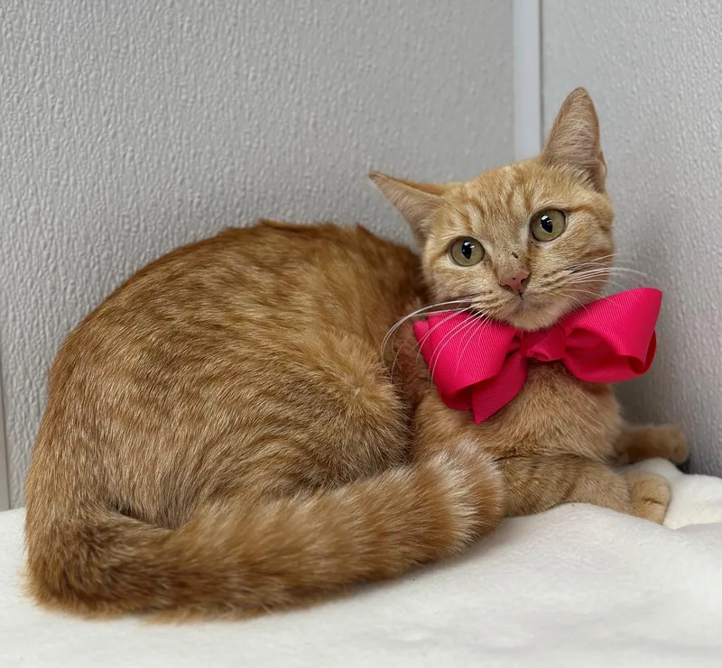 An adult medium-sized female Tabby (Orange / Red) Tabby cat named Katie for adoption in Mesquite, TX