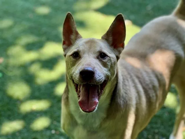 An adult large-sized male Mixed Breed dog named Zeus for adoption in Charlotte, NC